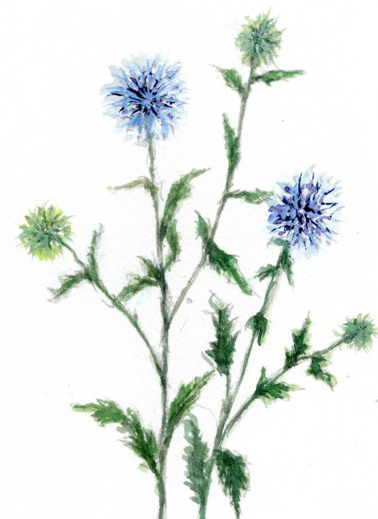 ５月アザミの花です。　生花店のアザミのスケッチ。ピカソのアザミの絵ほど迫力のある枝ぶりではありませんが、庭に咲くオニアザミは葉にもとげをもち茎が元気に伸び始めています。花後の綿毛が風で飛び、ところどころに広がって生えてきます。５月になり外部での食の機会も増え農水省からも食中毒の注意喚起のメールが来ています。HACCPも食品製造側ばかりでなく、喫食する皆さんも知識として知ってもらいたいと思います。HACCP手法の危害分析を家庭でも話あってみませんか？自らの食べる食べ物の危害を知ることで自らの危害を防げます。例えばキャンプに出掛けて、水の危害を考えてみます。飲料に適するなら安全、でも汲もうとした流水は安全ですか？水が汚染していたらおなかを壊す可能性はあります。フードチェーン全体のものつくりの流れを知っておくと危害がどこから広がるか推測し防げます。落ちリンゴを絞って生ジュースにしていた農園での事故例です。上の牧場の牛が汚染したフンをし、雨水として農園に菌とともに流されてきてリンゴが菌で汚染、過熱されずに敏詰めの生ジュースになり、食中毒時事故がありました。海外での事例ですがHACCPを国際基準として決めていくきっかけになった事例です。HACCP１２手順では製造工程を作りますが、危害がどこから自らの口に入るか流れ工程を考えてみてください。過熱して死滅する菌は必ず中まで加熱しているか確認する。加熱できない材料の場合は付着した菌類を洗い落とす、また菌が増えないように冷蔵保管するなど口に入るまでの対策がとれているかチェック確認する。HACCPの３危害を学んでキャンプに出掛ける時に材料と現地での加熱方法を考えて楽しいキャンプに出かけましょう。HACCPリーダーになれる実務者養成講座を８月開催します。学生さんにも学んでもいたいと企画中です、事務局に問い合わせください。